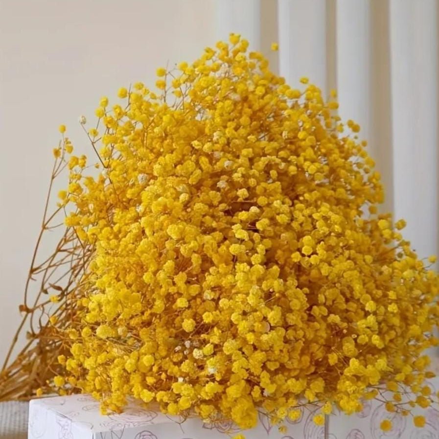 Bakewareind Baby Breath Gysophilia Dried Flower, Yellow - Bakeware India
