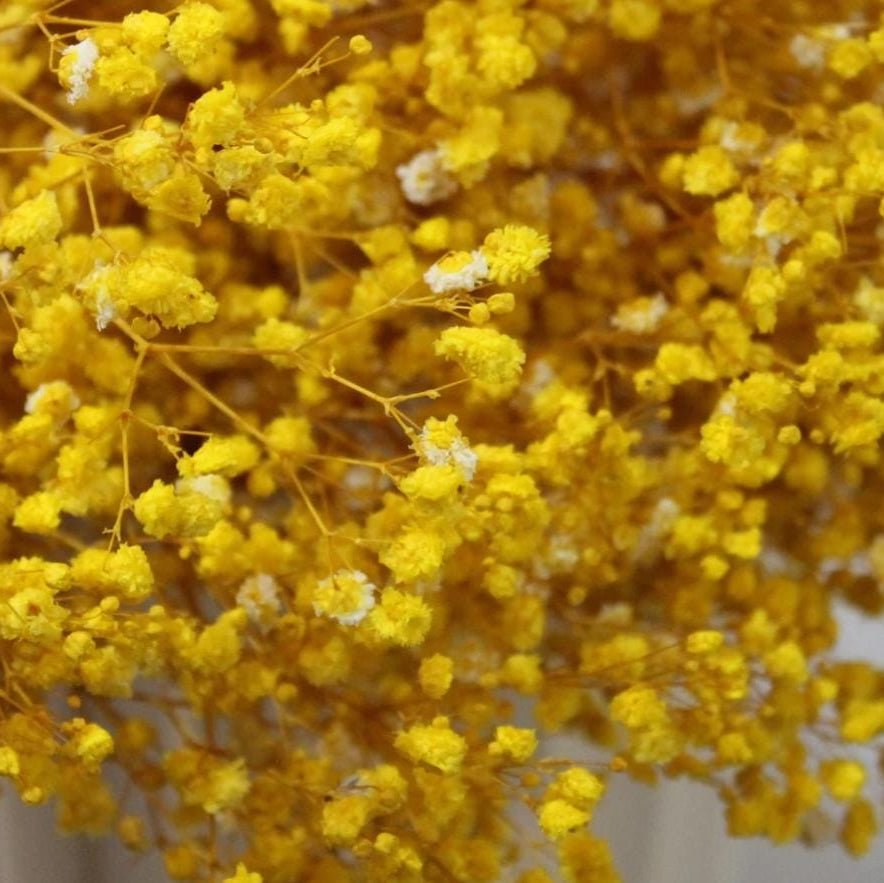 Bakewareind Baby Breath Gysophilia Dried Flower, Yellow - Bakeware India