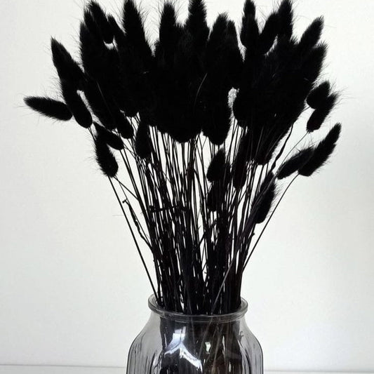 Bakewareind Bunny Tails Natural Dried Flower, Black - Bakeware India