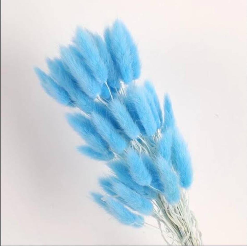 Bakewareind Bunny Tails Natural Dried Flower, Blue - Bakeware India