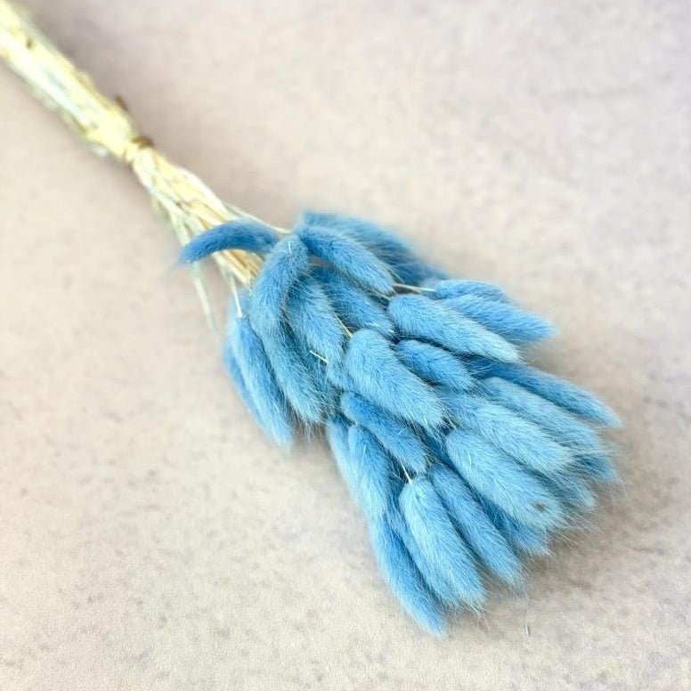 Bakewareind Bunny Tails Natural Dried Flower, Blue - Bakeware India