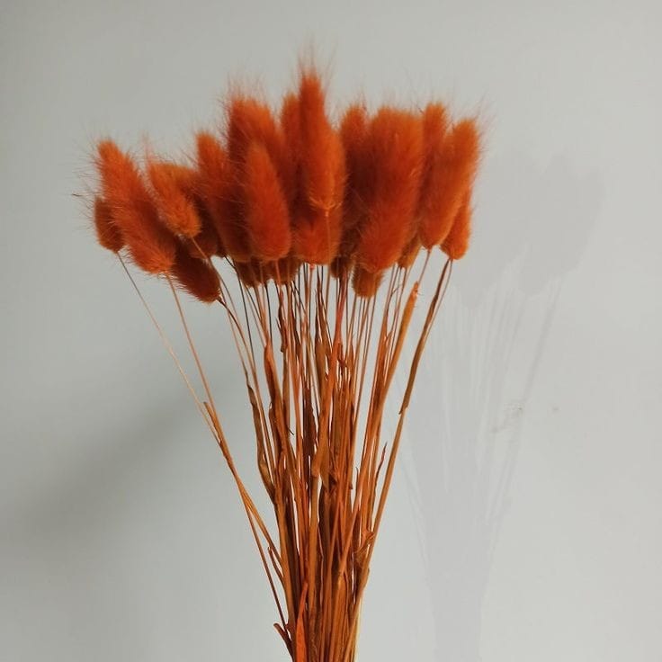 Bakewareind Bunny Tails Natural Dried Flower, Burnt Orange - Bakeware India