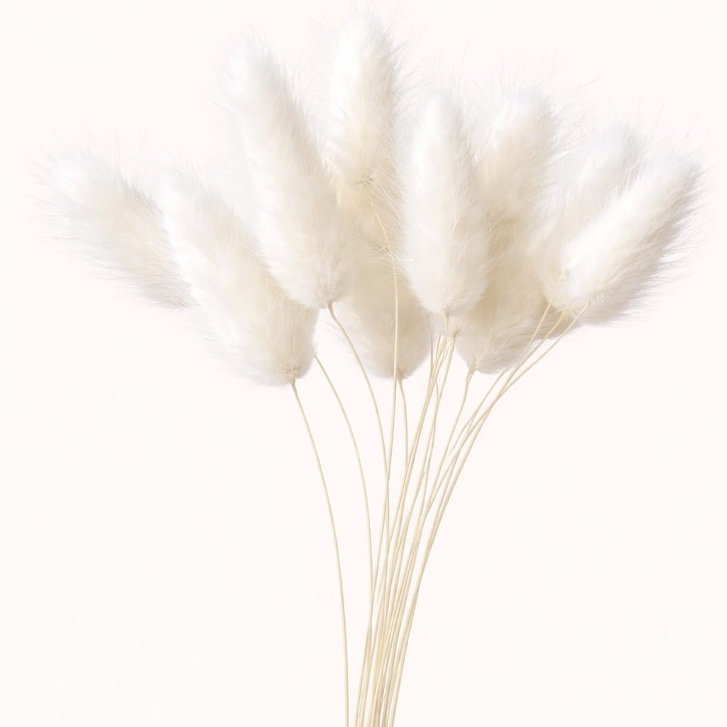 Bakewareind Bunny Tails Natural Dried Flower Pack, [ Select Color ] - Bakeware India