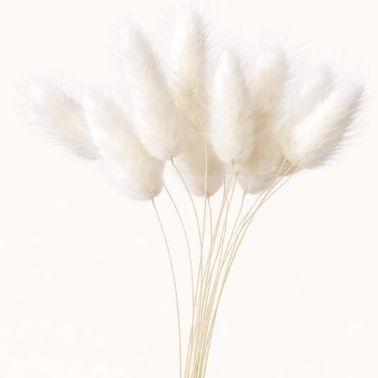 Bakewareind Bunny Tails Natural Dried Flower Pack, [ Select Color ] - Bakeware India