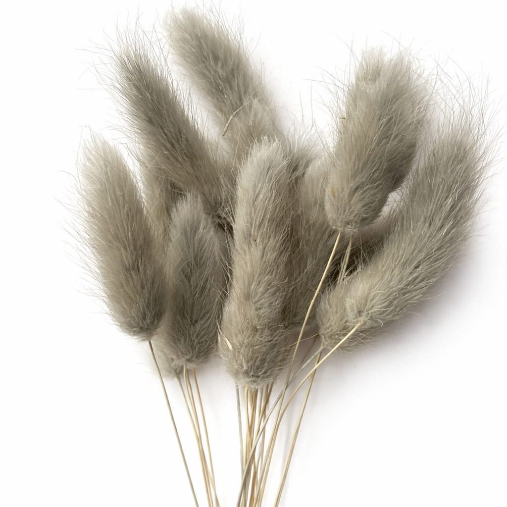 Bakewareind Bunny Tails Natural Dried Flower Pack, [ Select Color ] - Bakeware India