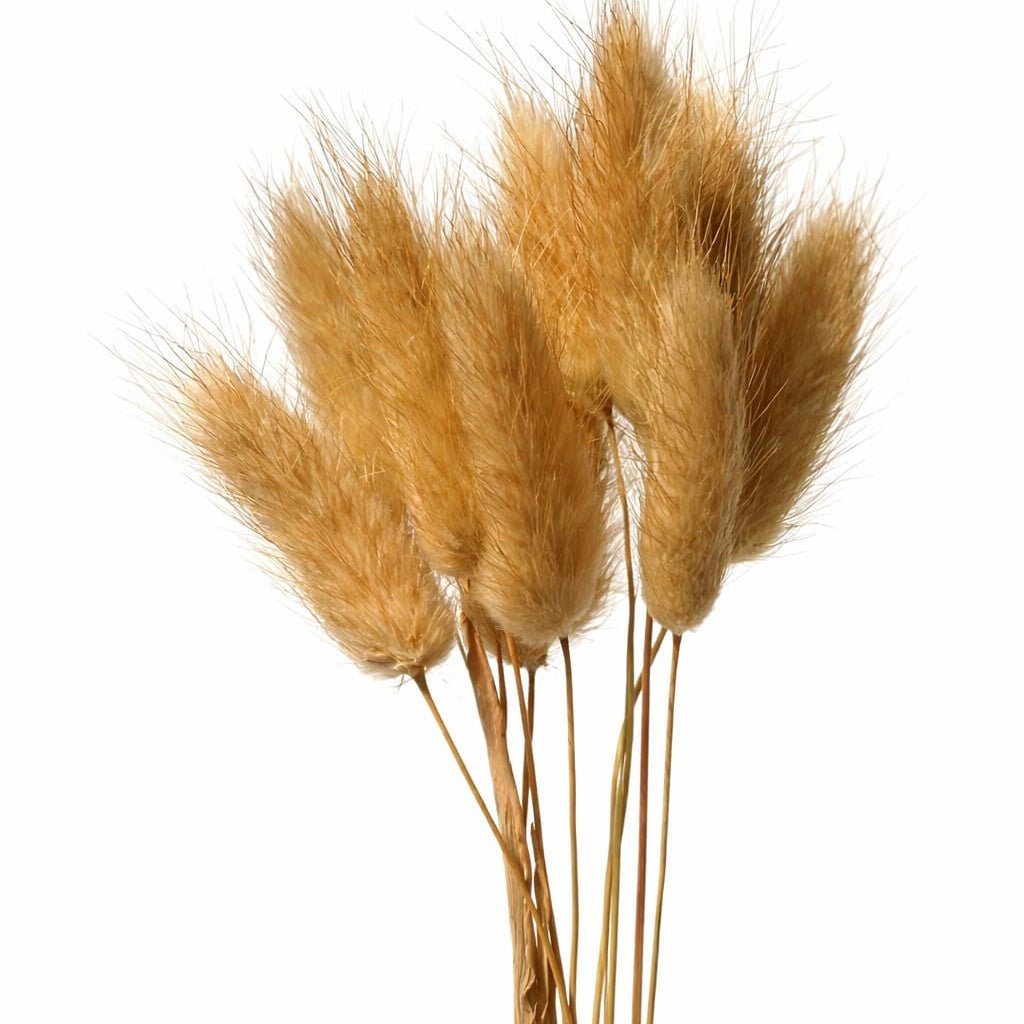 Bakewareind Bunny Tails Natural Dried Flower Pack, [ Select Color ] - Bakeware India