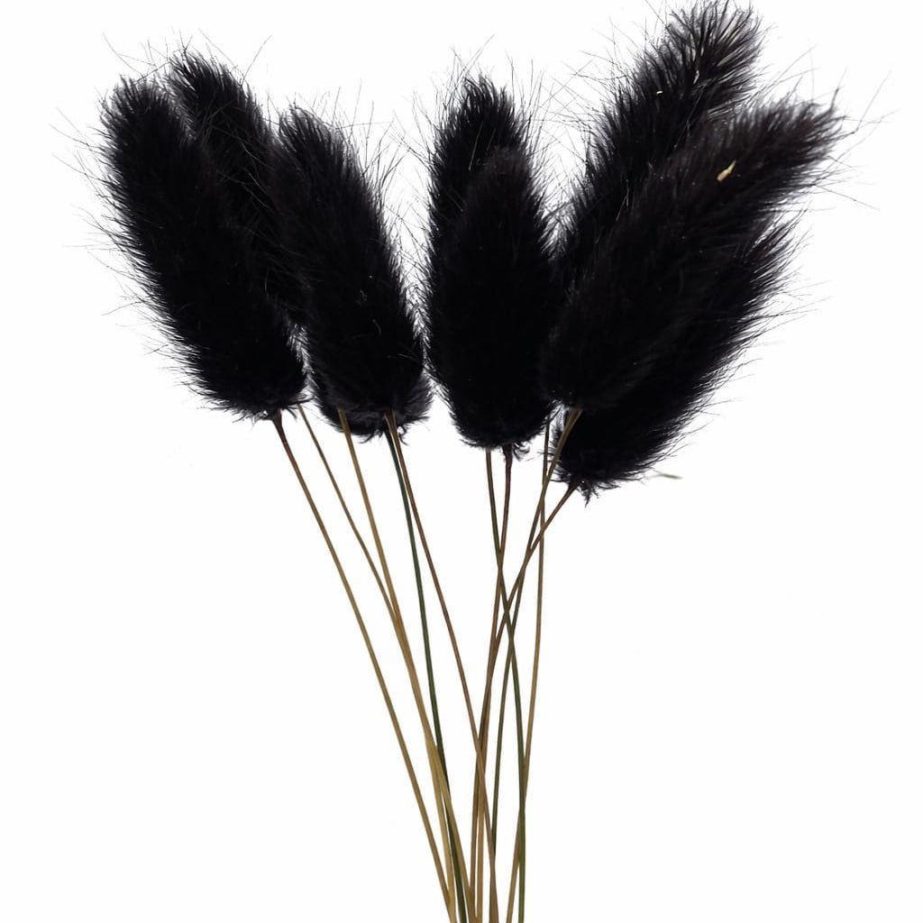 Bakewareind Bunny Tails Natural Dried Flower Pack, [ Select Color ] - Bakeware India