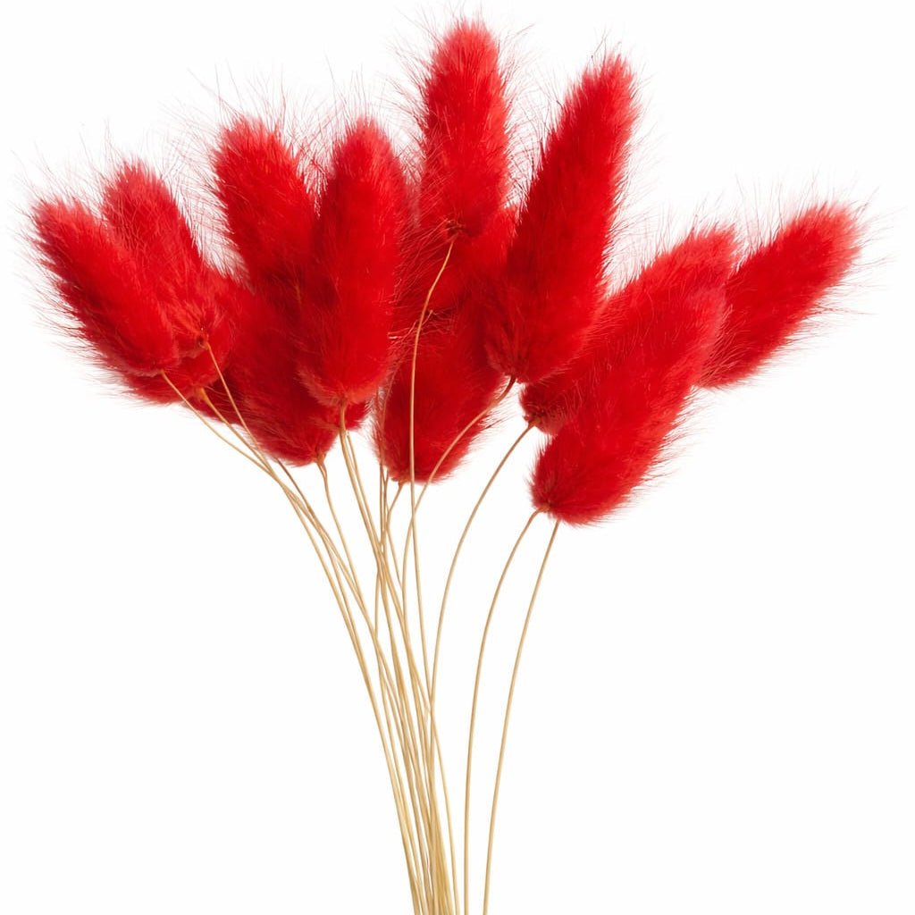 Bakewareind Bunny Tails Natural Dried Flower Pack, [ Select Color ] - Bakeware India