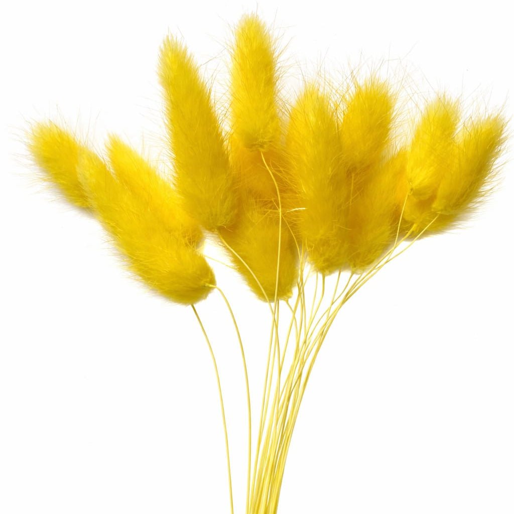 Bakewareind Bunny Tails Natural Dried Flower Pack, [ Select Color ] - Bakeware India