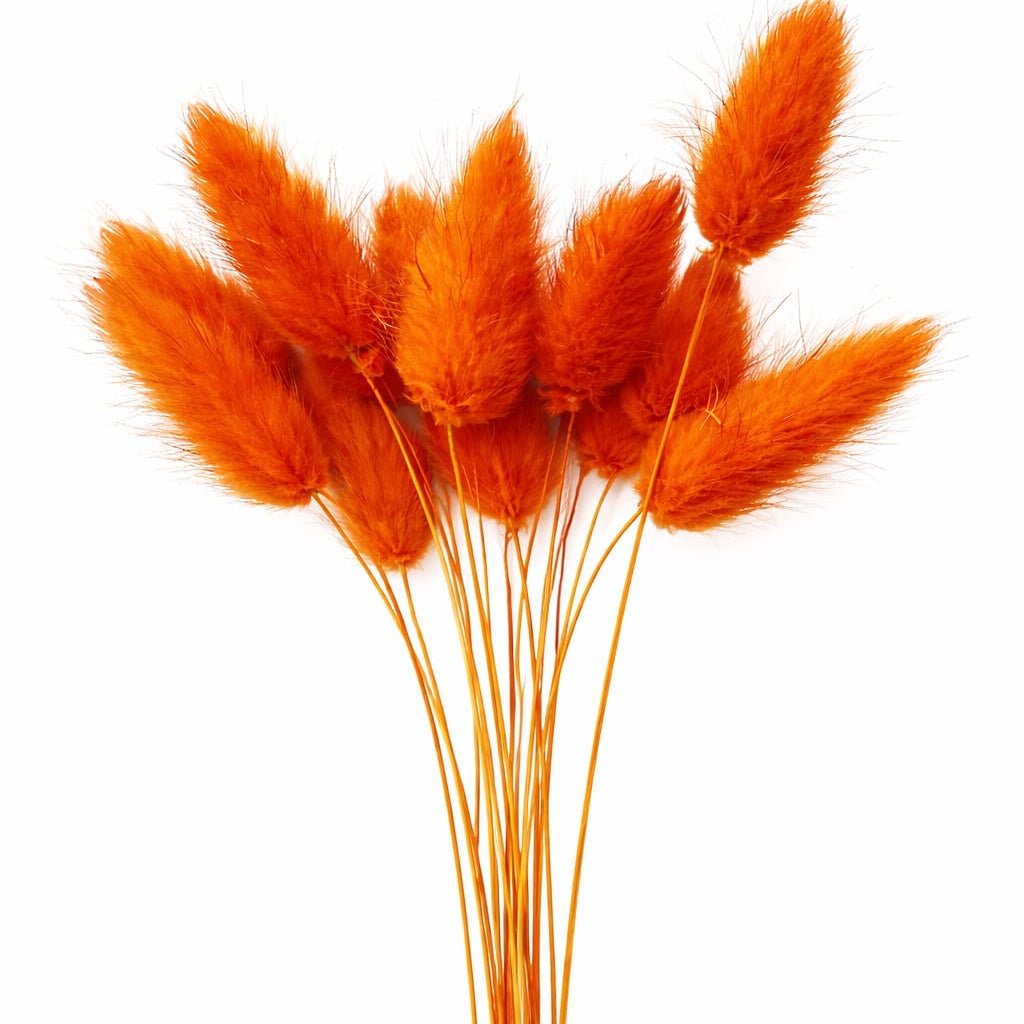 Bakewareind Bunny Tails Natural Dried Flower Pack, [ Select Color ] - Bakeware India