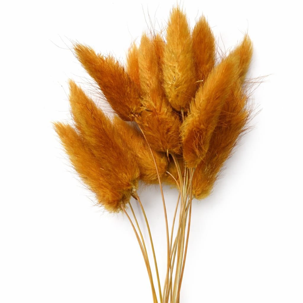 Bakewareind Bunny Tails Natural Dried Flower Pack, [ Select Color ] - Bakeware India