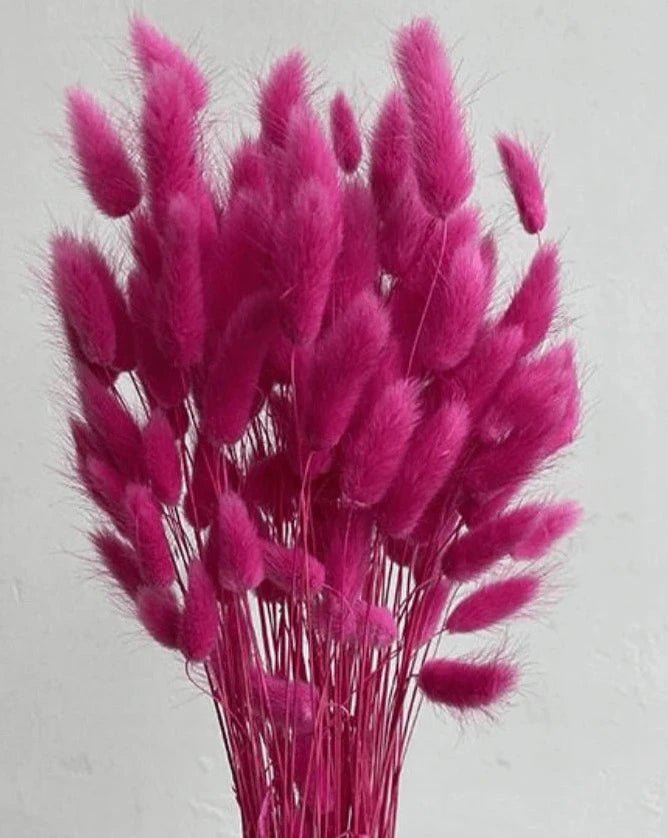 Bakewareind Bunny Tails Natural Dried Flower Preserved , Dark Pink - Bakeware India