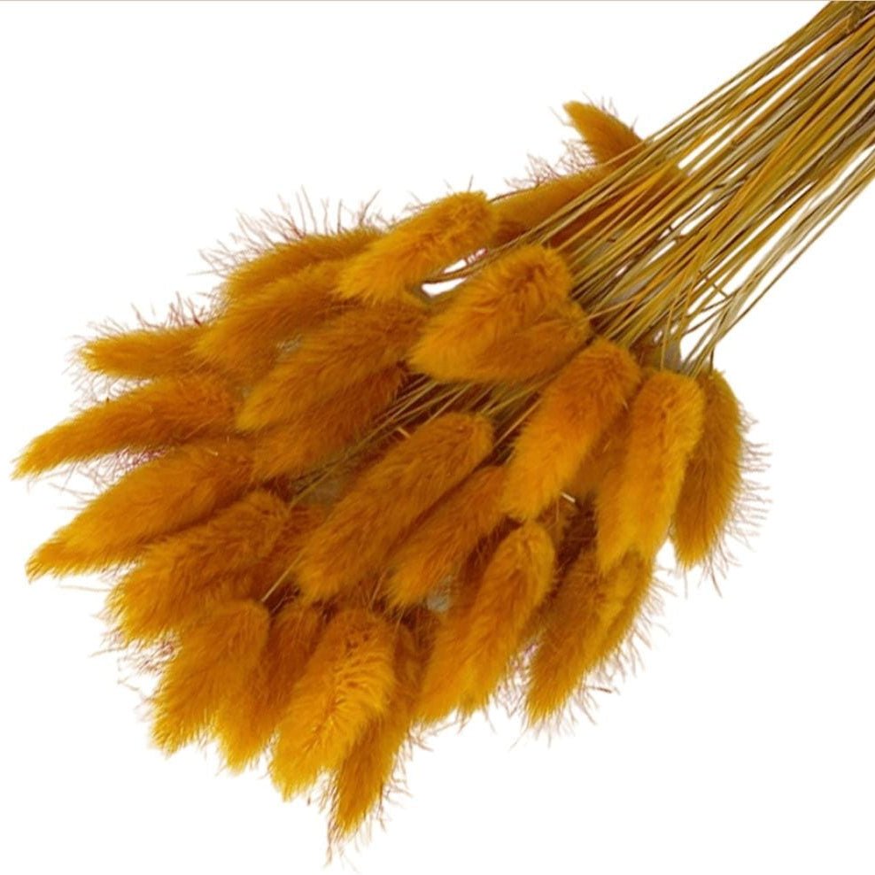 Bakewareind Bunny Tails Natural Dried Flower Preserved , Golden Sunny - Bakeware India