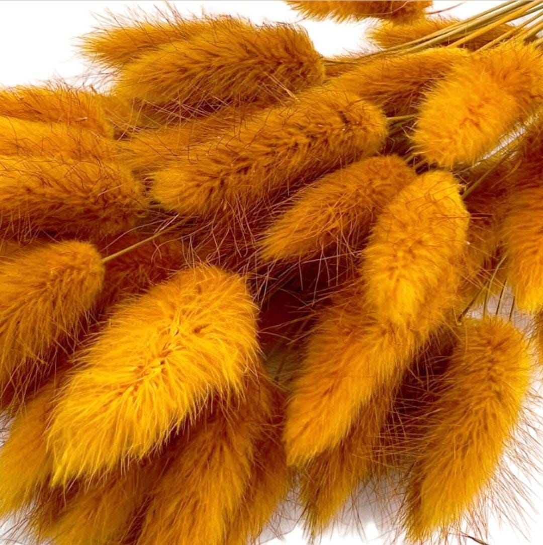 Bakewareind Bunny Tails Natural Dried Flower Preserved , Golden Sunny - Bakeware India