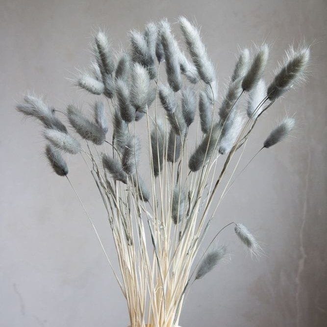 Bakewareind Bunny Tails Natural Dried Flower Preserved, Grey - Bakeware India