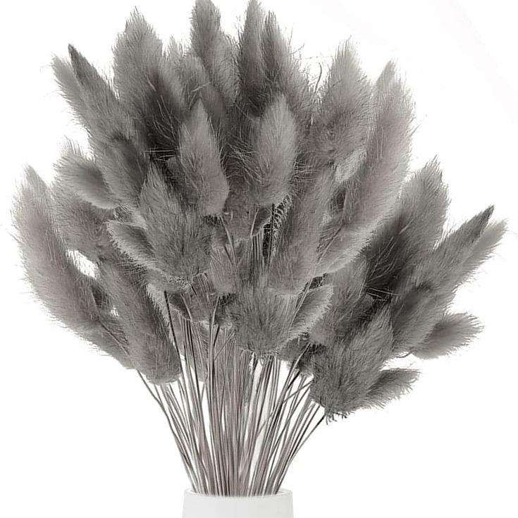 Bakewareind Bunny Tails Natural Dried Flower Preserved, Grey - Bakeware India