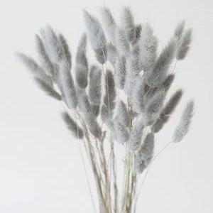 Bakewareind Bunny Tails Natural Dried Flower Preserved, Grey - Bakeware India