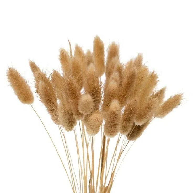 Bakewareind Bunny Tails Natural Dried Flower Preserved, Natural brown - Bakeware India