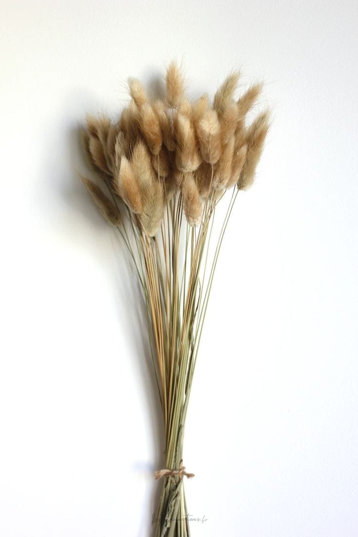 Bakewareind Bunny Tails Natural Dried Flower Preserved, Natural brown - Bakeware India