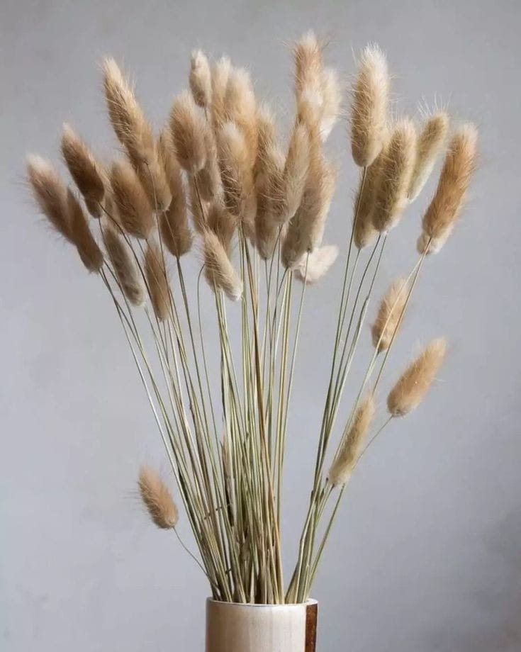 Bakewareind Bunny Tails Natural Dried Flower Preserved, Natural brown - Bakeware India