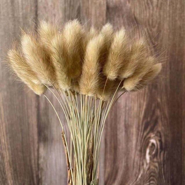 Bakewareind Bunny Tails Natural Dried Flower Preserved, Natural brown - Bakeware India