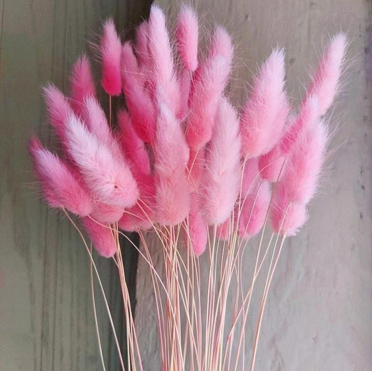 Bakewareind Bunny Tails Natural Dried Flower Preserved, Pink - Bakeware India