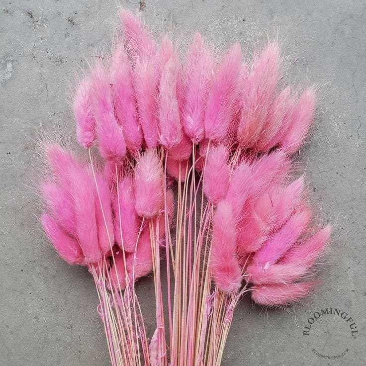 Bakewareind Bunny Tails Natural Dried Flower Preserved, Pink - Bakeware India