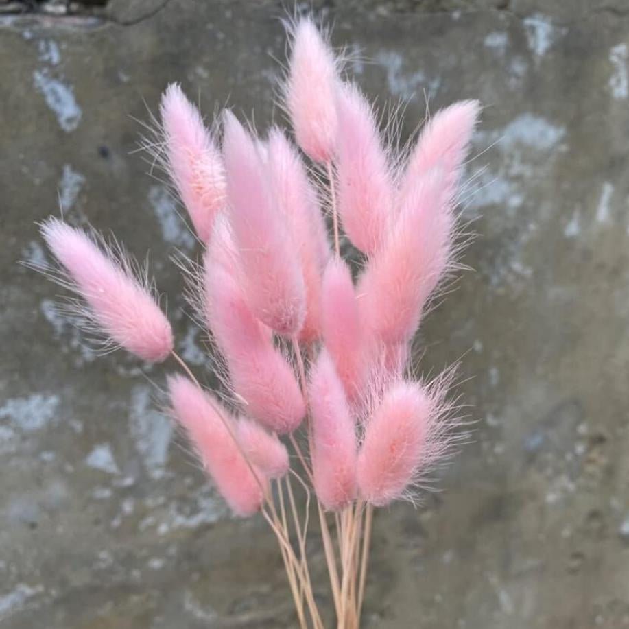 Bakewareind Bunny Tails Natural Dried Flower Preserved, Pink - Bakeware India