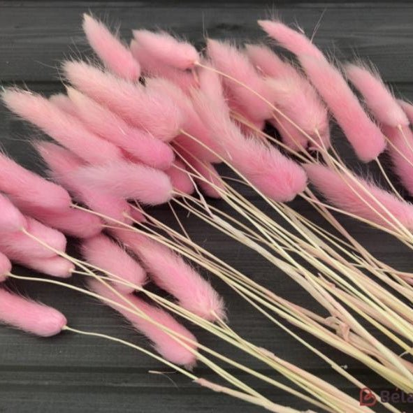 Bakewareind Bunny Tails Natural Dried Flower Preserved, Pink - Bakeware India