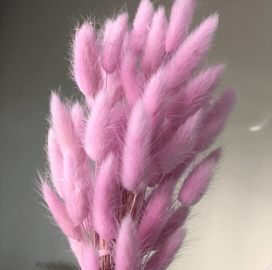 Bakewareind Bunny Tails Natural Dried Flower Preserved, Pink - Bakeware India