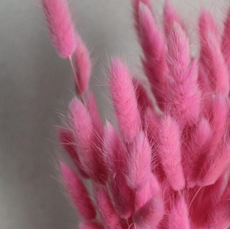 Bakewareind Bunny Tails Natural Dried Flower Preserved, Pink - Bakeware India