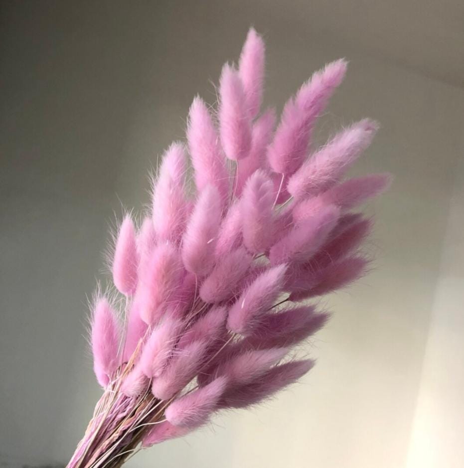 Bakewareind Bunny Tails Natural Dried Flower Preserved, Pink - Bakeware India