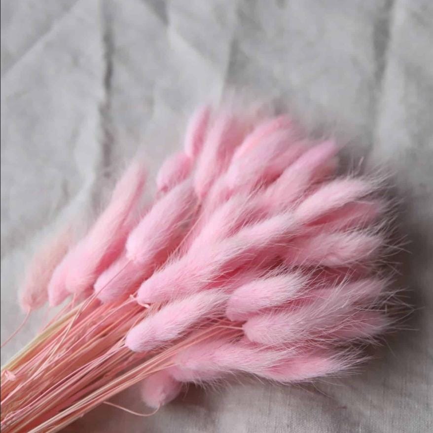 Bakewareind Bunny Tails Natural Dried Flower Preserved, Pink - Bakeware India
