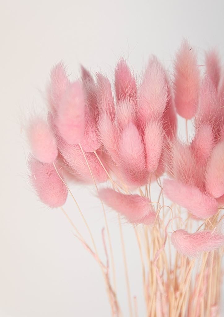 Bakewareind Bunny Tails Natural Dried Flower Preserved , Pink - Bakeware India