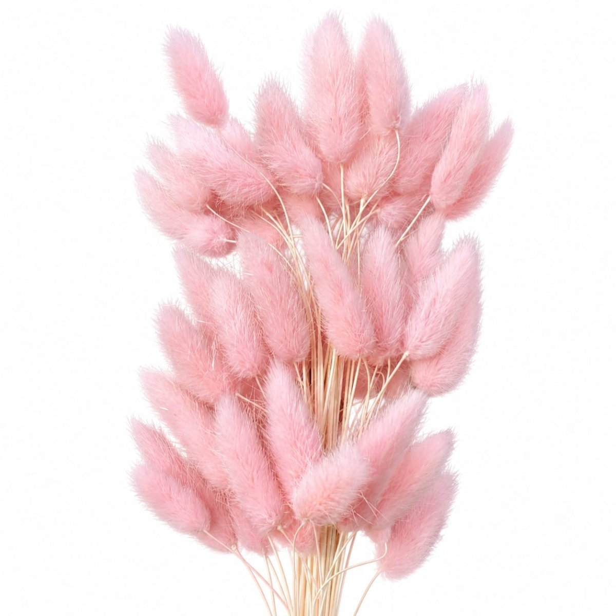 Bakewareind Bunny Tails Natural Dried Flower Preserved, Pink - Bakeware India