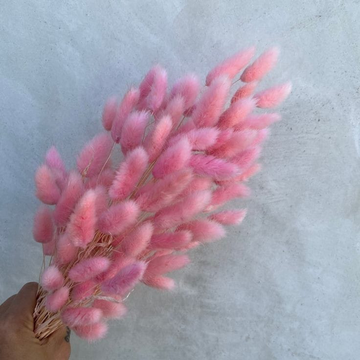 Bakewareind Bunny Tails Natural Dried Flower Preserved, Pink - Bakeware India