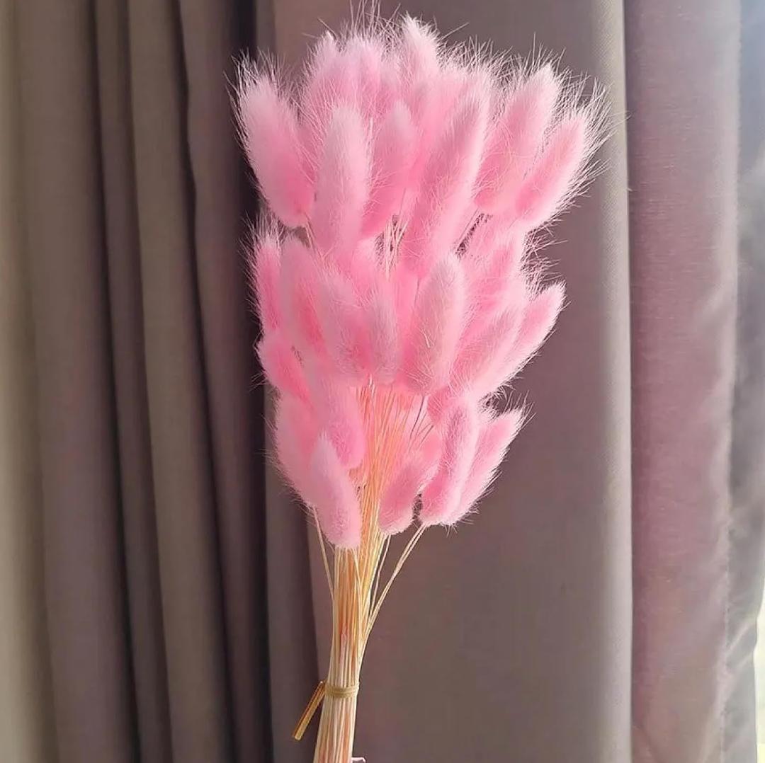 Bakewareind Bunny Tails Natural Dried Flower Preserved, Pink - Bakeware India