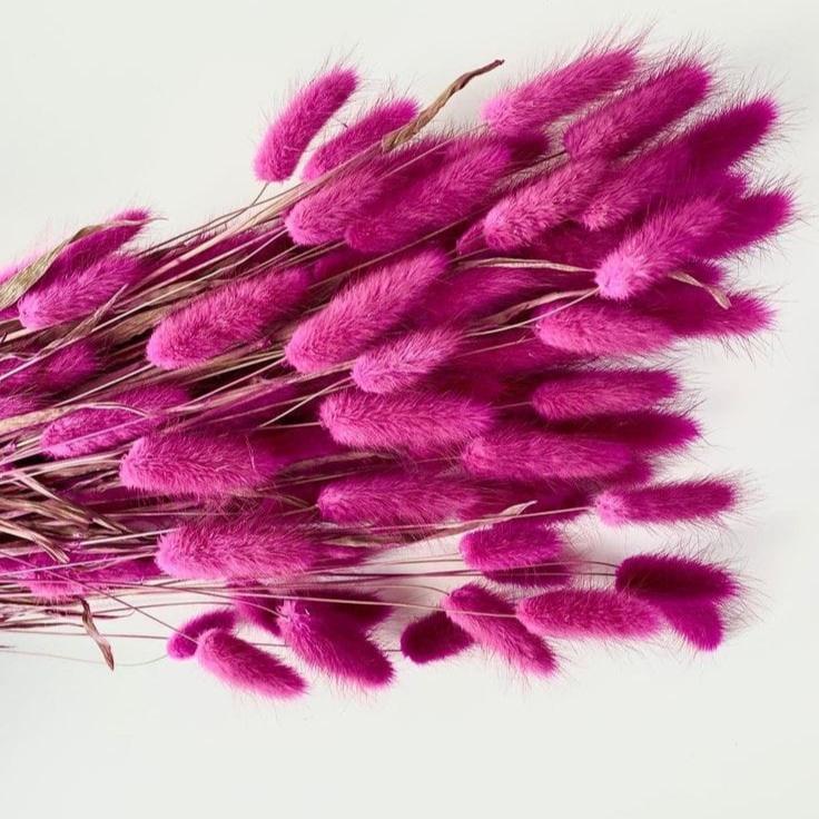 Bakewareind Bunny Tails Natural Dried Flower Preserved, Rose Pink - Bakeware India