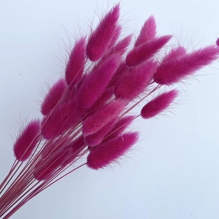 Bakewareind Bunny Tails Natural Dried Flower Preserved, Rose Pink - Bakeware India