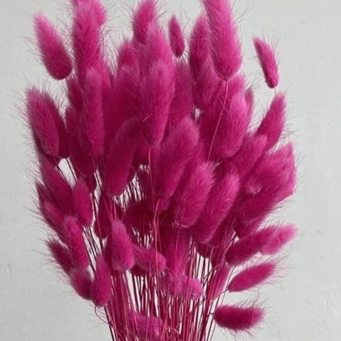 Bakewareind Bunny Tails Natural Dried Flower Preserved, Rose Pink - Bakeware India