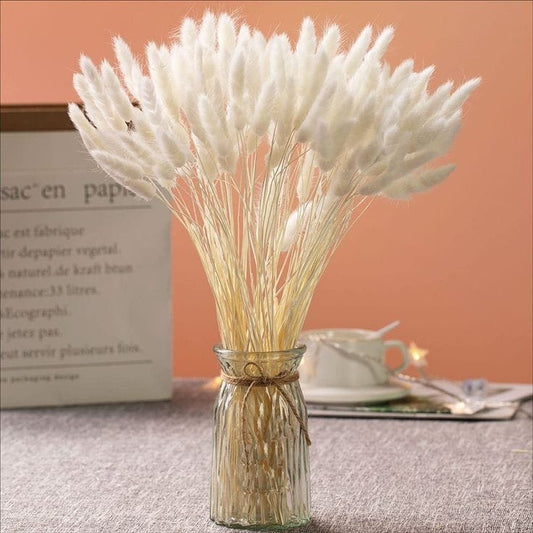 Bakewareind Bunny Tails Natural Dried Flower, White - Bakeware India