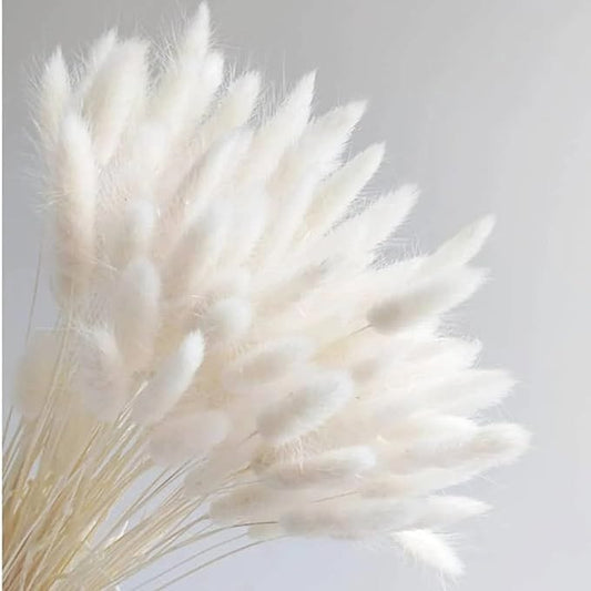 Bakewareind Bunny Tails Natural Dried Flower, White - Bakeware India