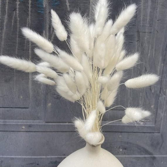 Bakewareind Bunny Tails Natural Dried Flower, White - Bakeware India