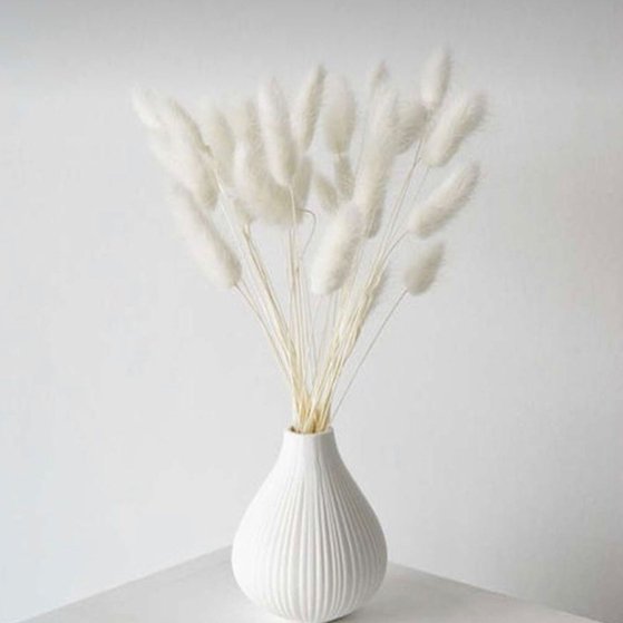 Bakewareind Bunny Tails Natural Dried Flower, White - Bakeware India