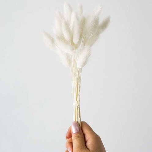 Bakewareind Bunny Tails Natural Dried Flower, White - Bakeware India