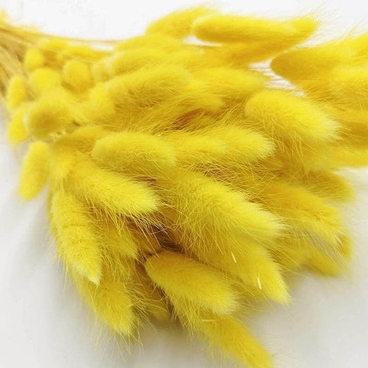 Bakewareind Bunny Tails Natural Dried Flower, Yellow - Bakeware India