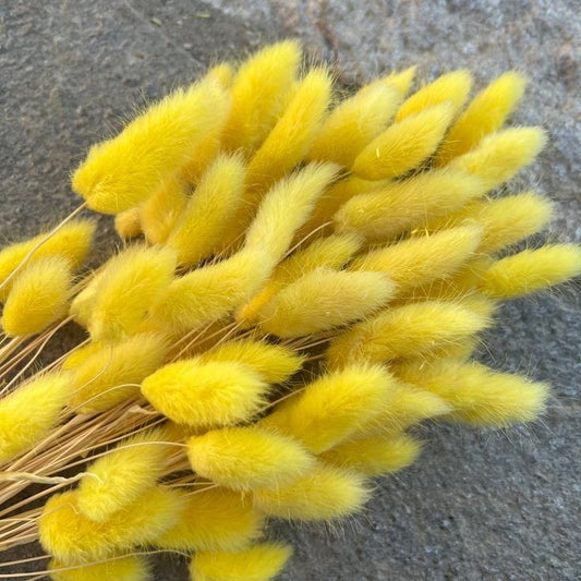 Bakewareind Bunny Tails Natural Dried Flower, Yellow - Bakeware India