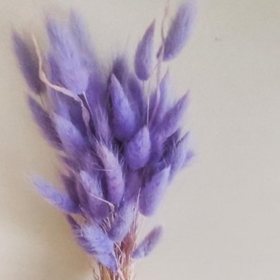 Bakewareind Bunny Tails Natural Dried Flower,Purple - Bakeware India