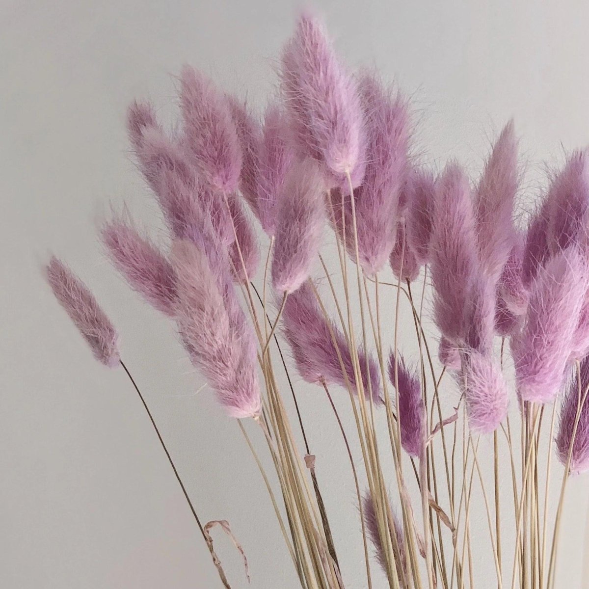 Bakewareind Bunny Tails Natural Dried Flower,Purple - Bakeware India