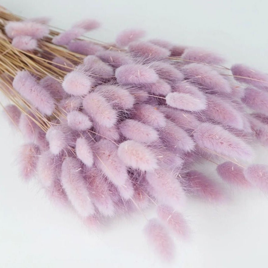 Bakewareind Bunny Tails Natural Dried Flower,Purple - Bakeware India